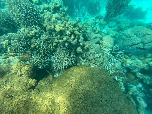 एक अन्य ट्वीट में उन्होंने लिखा, "जो लोग अपने अंदर के साहस का अनुभव करना चाहते हैं, लक्षद्वीप उनकी सूची में होना चाहिए. अपने इस प्रवास के दौरान, मैंने स्नॉर्कलिंग का भी प्रयास किया- वो कितना आनंददायक अनुभव था!"