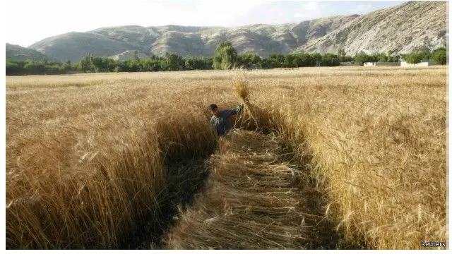 بر اساس آمار سازمان غذایی و کشاورزی سازمان ملل متحد (فائو)، از هر پنج نفر افغان، چهار نفر از راه کشاورزی امرار معاش می‌کنند؛ چیزی نزدیک به هشتاد درصد کل جمعیت افغانستان.