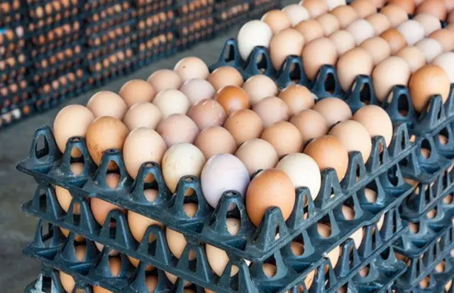 Egg