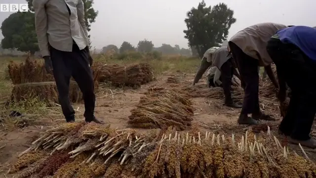 Niger farmers