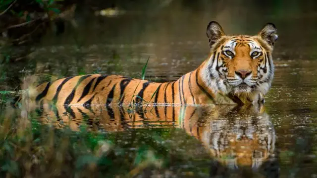 সুন্দরবনের বেঙ্গল টাইগার