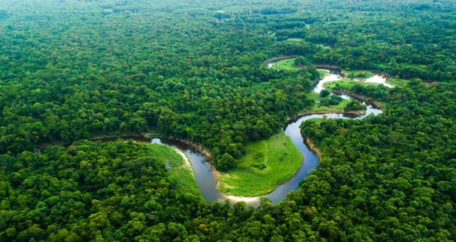 dajin Amazon