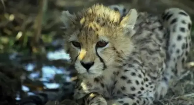 चीता शावक
