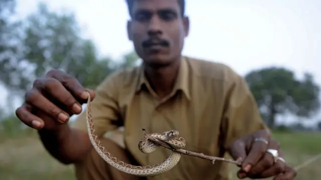 सर्पदंश