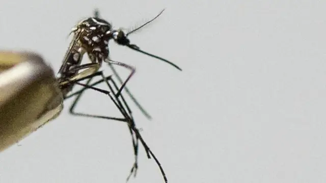 অন্যান্য মশার সাথে এডিস মশার বাহ্যিক গঠনে কিছু পার্থক্য রয়েছে