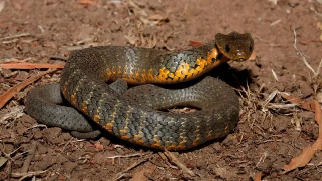 Bofa 'tiger snake' addunyaarratti summii beekamu
