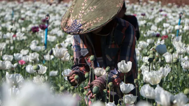 ၂၀၂၄ ဖေဖဝါရီ က ရိုက်ကူးထားတဲ့ ကယားပြည်နယ်ထဲက ဘိန်းစိုက်ခင်း