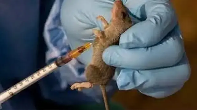 Ọrịa Lassa fever egbuola mmadụ 23 n’Ebonyi steeti