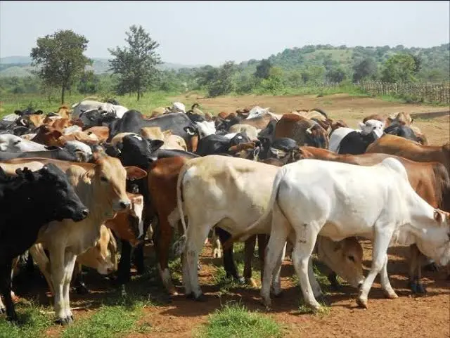 Ehi ndị a na-achịgharị