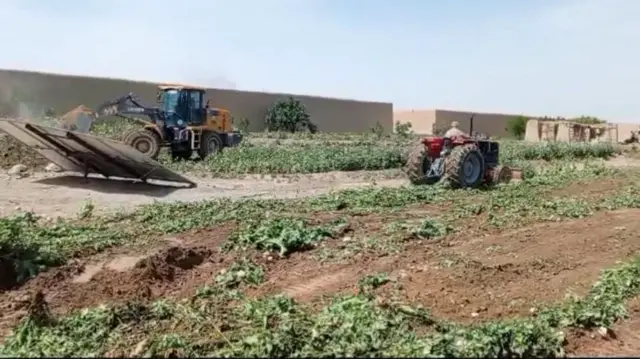 پوست کی ممنوعہ فصل