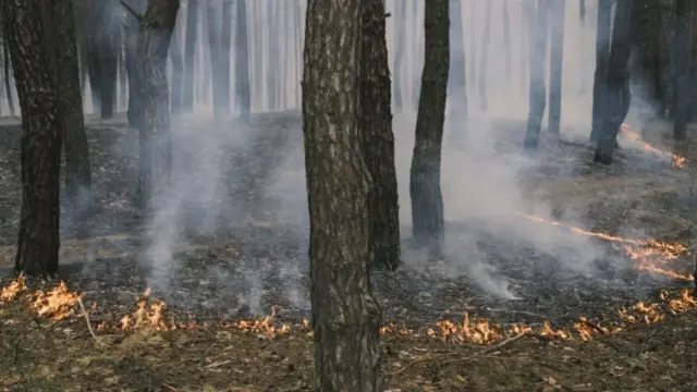 Горящий лес