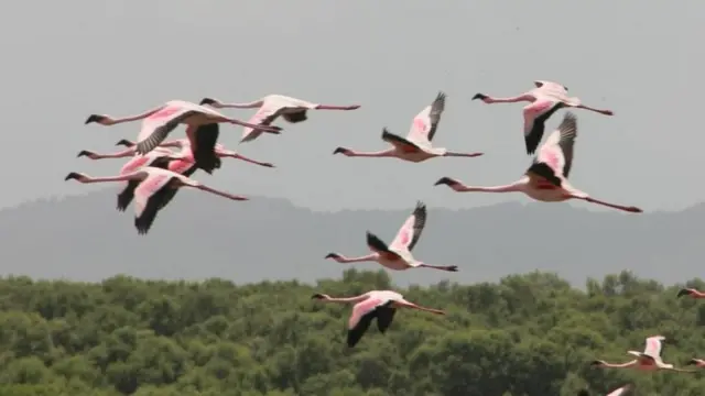 फ्लेमिंगो