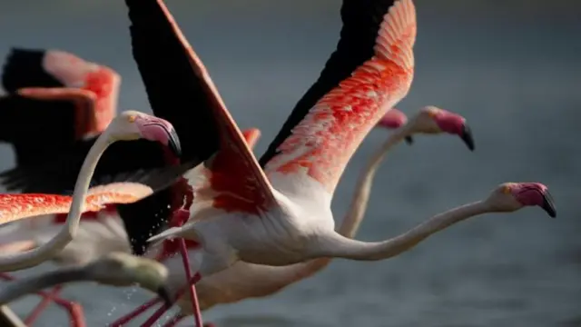 फ्लेमिंगो