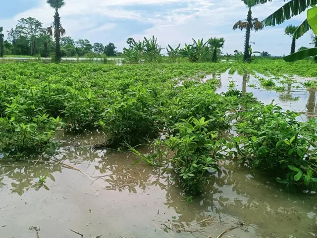 မြစ်ရေတက်လာလို့ ပျက်စီးသွားတဲ့ပဲခင်းတွေ