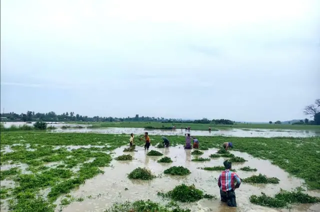 မြစ်ရေနစ်မြုပ်လို့ ပျက်စီးသွားတဲ့ပဲခင်းတွေ