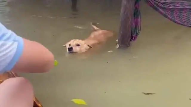 ফেনীতে বন্যার কারণে আশ্রয়হীন কুকুর