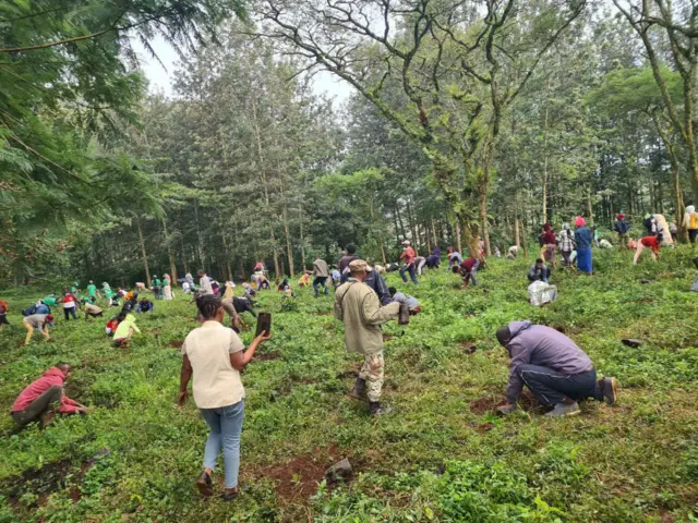 Duula biqiltuu dhaabuu Mattuutti