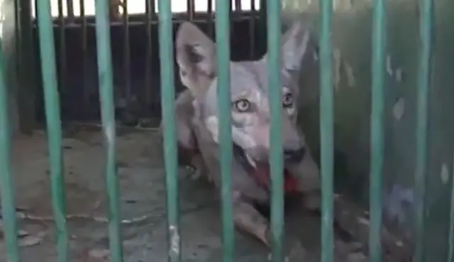 भेड़िया