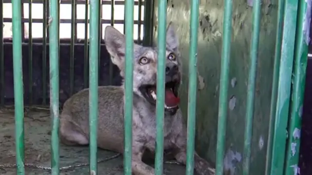 बहराइच में ड्रोन कैमरे में छठा भेड़िया दिखा है (सांकेतिक तस्वीर)