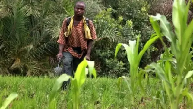 Ala nkiti