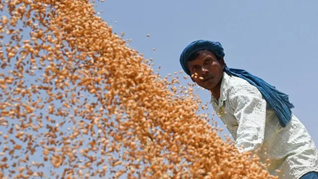 गेहूं
