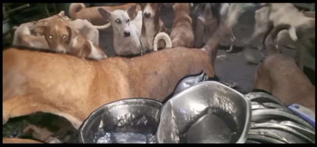 မယ်အိ ခွေးဂေဟာ