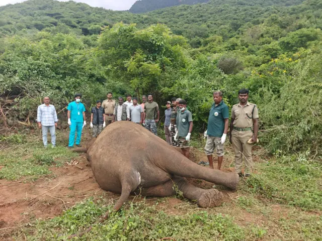 ரோலக்ஸ் யானை, கோவை வனக்கோட்டம், ஆனைமலை