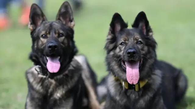 Inasemekana kwamba German Shepherds waliibiwa kando ya mali zingine za Ikulu