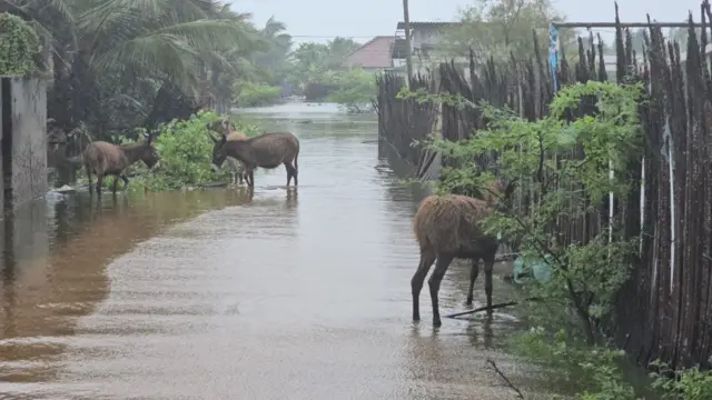 ජලයේ සිටින බූරුවන් තිදෙනෙක්