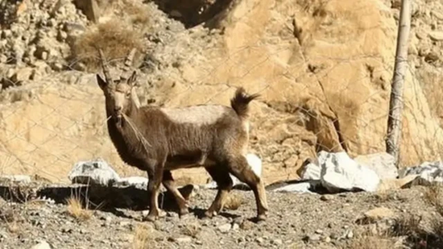 چلتن مارخور