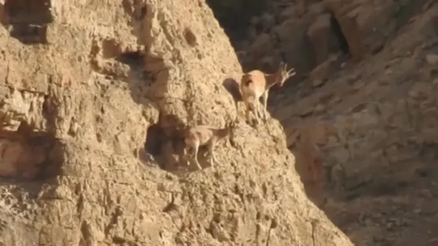 چلتن مارکور