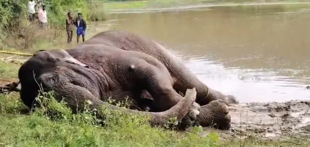 யானை மீட்பு