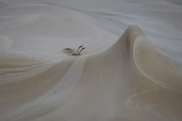 Погибшая птица