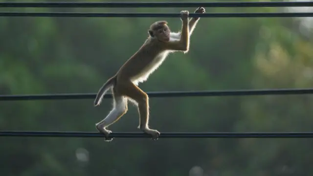 श्रीलंका में बिजली गुल के लिए मंत्री ने बंदर को ज़िम्मेदार ठहराया