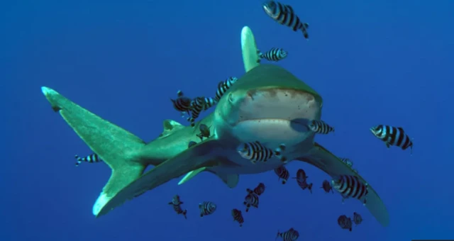 Manyan kifaye a ruwa