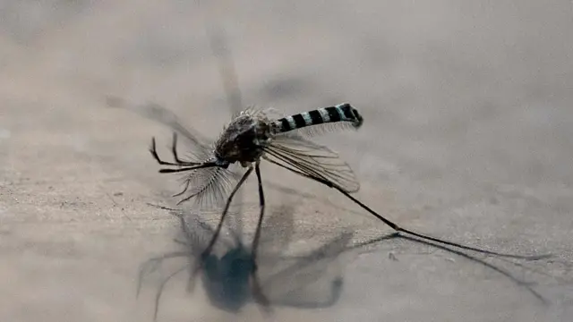 Mosquito