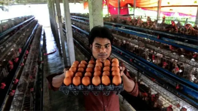 ডিম-মুরগির খামার বন্ধ ঘোষণা, প্রতীকী ছবি