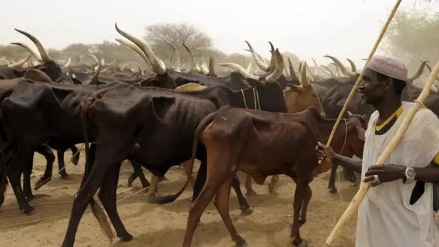 Onye ọchị ehi ji osisi ya na ehi ndị ọ na-achị