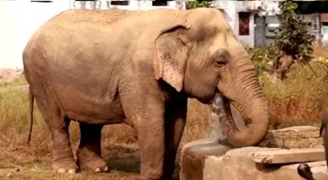 हथिनी वत्सला