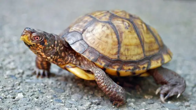 এই কচ্ছপগুলোকে চীনে মর্যাদার প্রতীক হিসেবে দেখা হয়