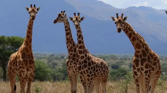 Sawir muujinaya afar geri oo kaamiradda toos u eegaya
