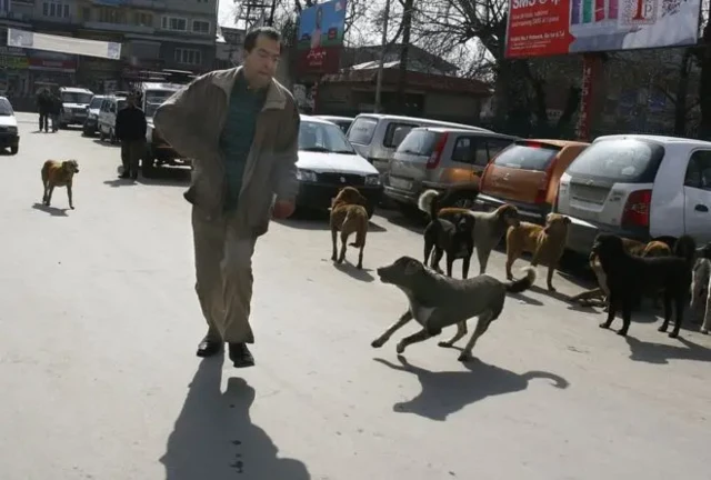 آوارہ کتے