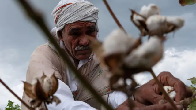 कपास उत्पादक किसान