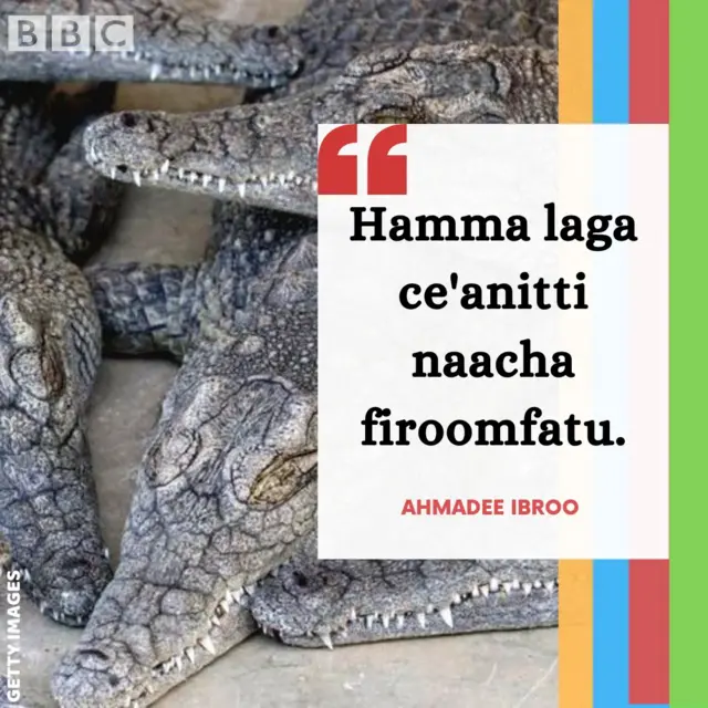 Mammaaksa guyyaa