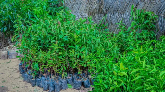 Wasu bishiyoyin da za a dasa