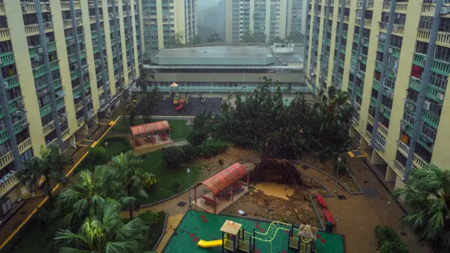 香港九龍愛民邨一顆老榕樹倒塌橫躺兒童遊樂場（24/9/2025）