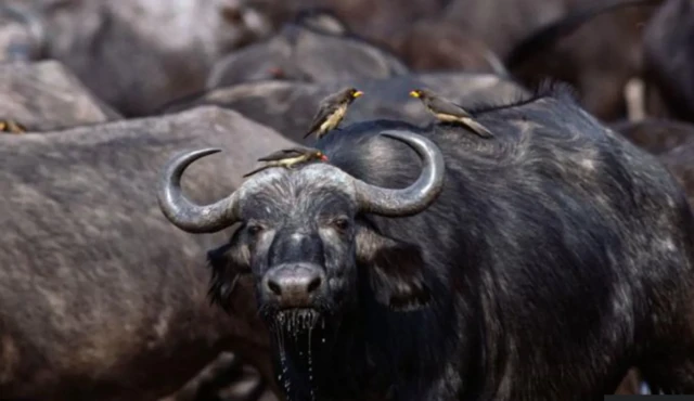Ihe karịrị ‘buffalo’ 80 erugbuola na mba Namibịa oge ha si n’elu ugwu dapụ