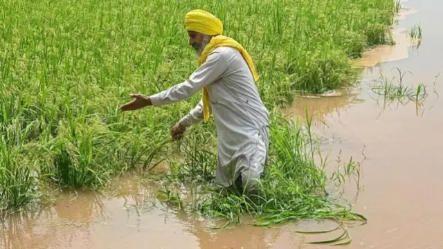 पंजाब में बाढ़ से फसलों को भारी नुक़सान पहुंचा है