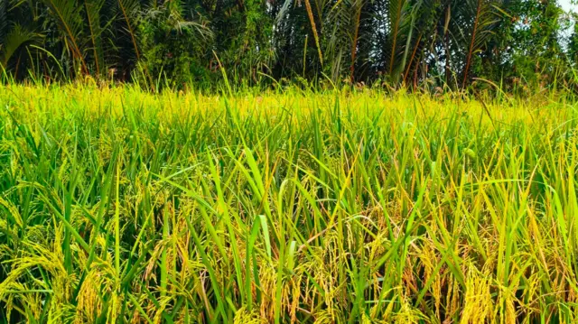 စပါးခင်းတစ်ခုမြင်ကွင်း