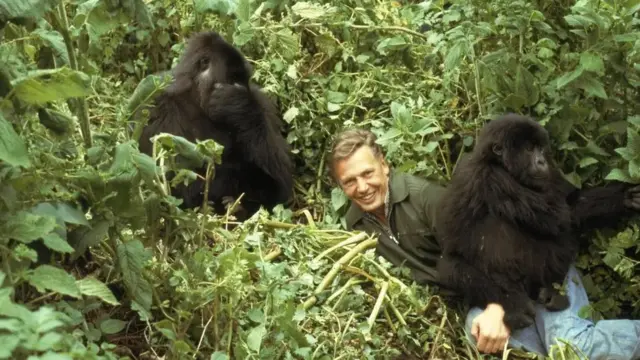 David Attenborough ubwo yari mu birunga Rwanda akora ikiganiro Life on Earth mu 1978